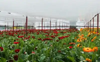 Agriculture & Floriculture